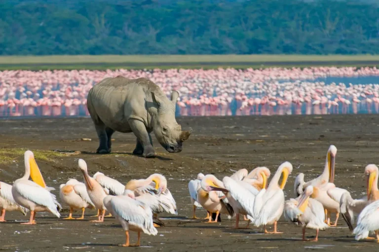 lake nakuru national park in kenya with many flamingos