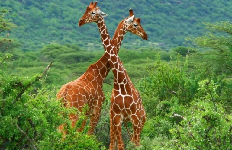 meru natinal park in kenya